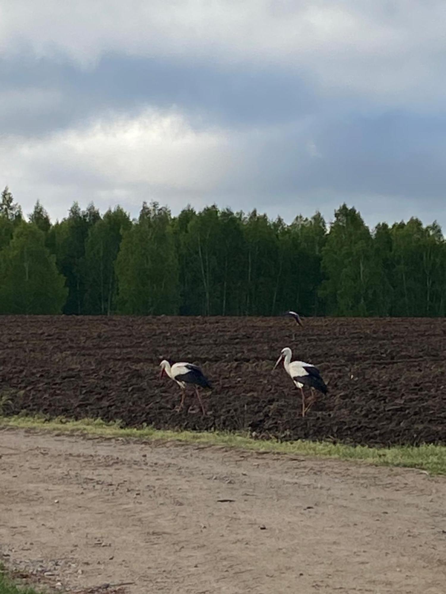 Mazurska Stodola Na Polwyspie Pilchowskim